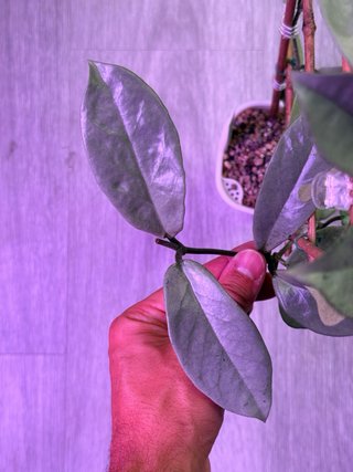 Hoya Nova Ghost