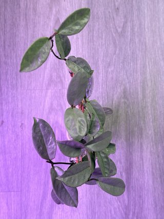 Hoya Nova Ghost