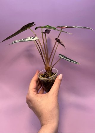 Alocasia Bambino Pink Variegata