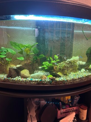 Acuario completo con mueble y accesorios