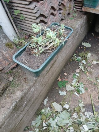 Jardinera grande de plástico marrón 60 centímetros