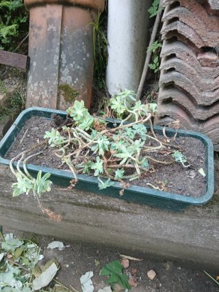 Jardinera Rectangular Verde. Con regalo