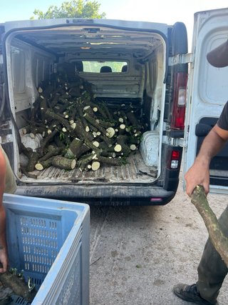Leña de naranjo para chimenea y paellas