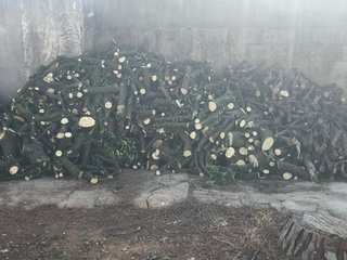 Leña de naranjo para chimenea y paellas