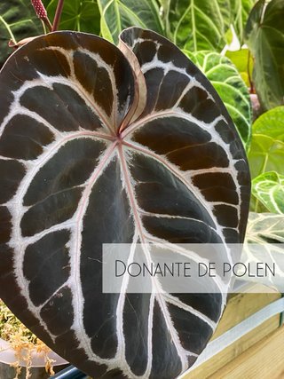 Anthurium Papillilaminum ’Volturi’ x Mystique