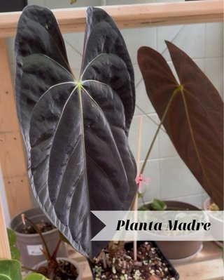 Anthurium Papillilaminum ’Volturi’ x Mystique