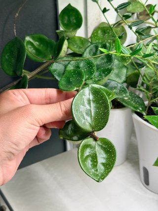 Hoya cv Amore