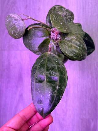 Hoya Latifolia Snow Queen
