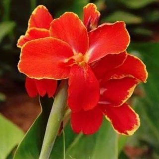 Próximamente!! Plantón Canna Lippo