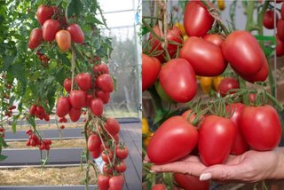 Semillas de tomate "Camelot" 10 unidades