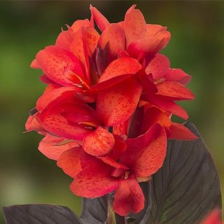 Próximamente!! Plantón Canna Brillant