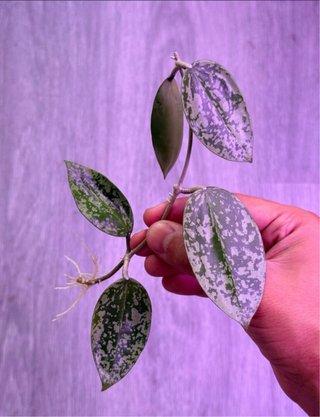 Hoya verticillata EPC-997