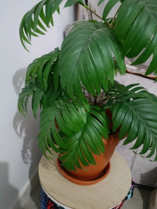 Maceta terracota y plástico