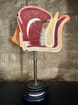Modello anatomico PARAVIA