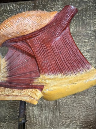 Modello anatomico PARAVIA