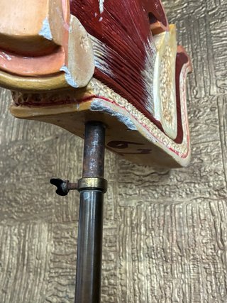 Modello anatomico PARAVIA