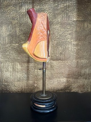 Modello anatomico PARAVIA