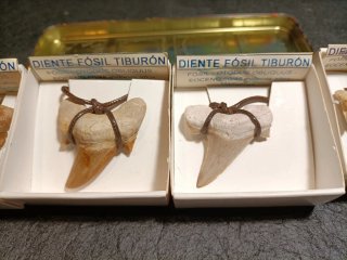 Colección 4 Dientes Tiburón Fósil