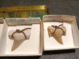 Colección 4 Dientes Tiburón Fósil