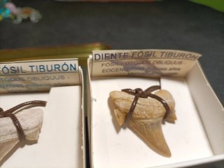 Colección 4 Dientes Tiburón Fósil