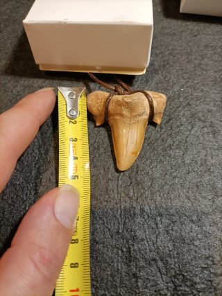 Colección 4 Dientes Tiburón Fósil