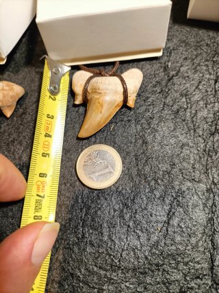 Colección 4 Dientes Tiburón Fósil