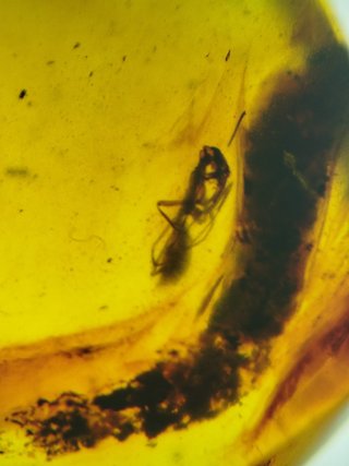 Fósil Hormiga primitiva Ámbar Cretácico 99Ma