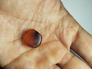 Fósil Hormiga primitiva Ámbar Cretácico 99Ma