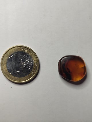 Fósil Hormiga primitiva Ámbar Cretácico 99Ma