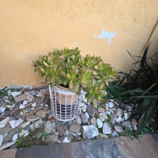 Diversas plantas, se venden juntas o por unidad