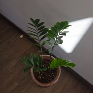Diversas plantas, se venden juntas o por unidad