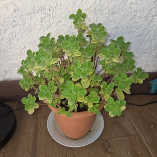 Diversas plantas, se venden juntas o por unidad