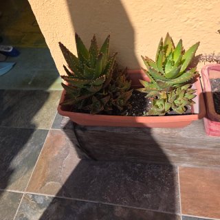 Diversas plantas, se venden juntas o por unidad