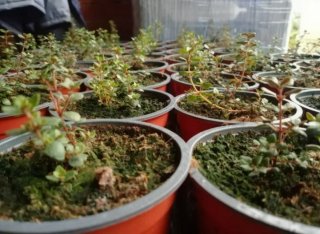 Plantas de pebrella
