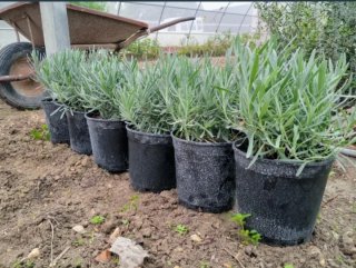 Planta de Lavanda Angustifolia