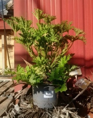 Planta Citronela Antimosquitos
