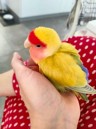 CUIDADO DE AGAPORNIS