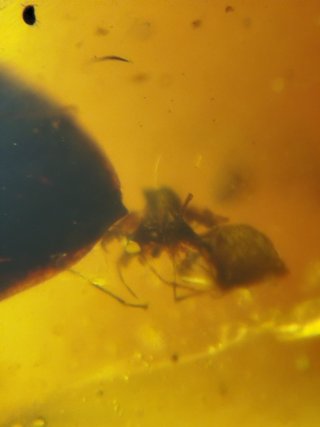 Fósil Araña Asesina Ámbar Cretácico 99