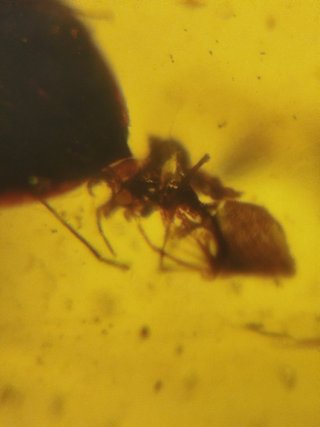 Fósil Araña Asesina Ámbar Cretácico 99