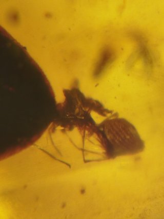 Fósil Araña Asesina Ámbar Cretácico 99