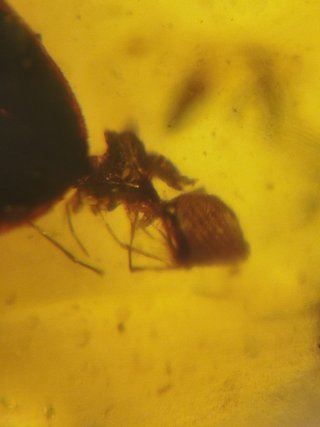 Fósil Araña Asesina Ámbar Cretácico 99