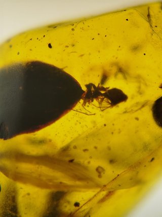 Fósil Araña Asesina Ámbar Cretácico 99