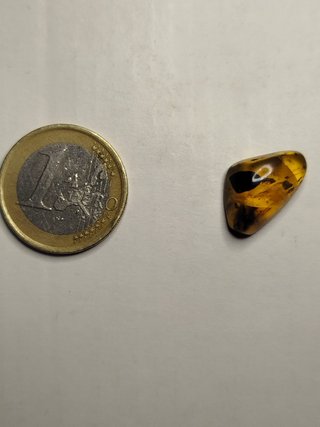 Fósil Araña Asesina Ámbar Cretácico 99