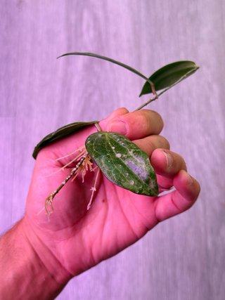 Hoya Fitchii