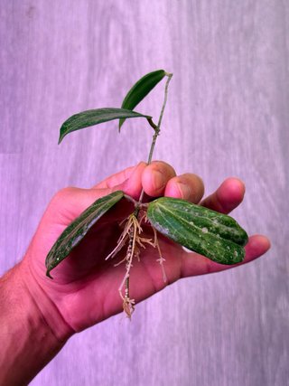 Hoya Fitchii