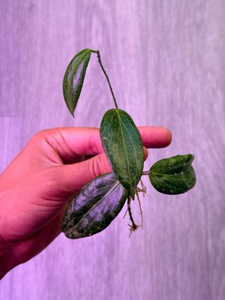 Hoya Fitchii