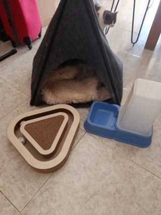 Accesorios para gato: casita, comedero y rascador