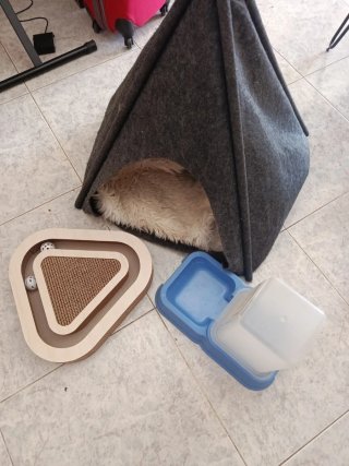 Accesorios para gato: casita, comedero y rascador
