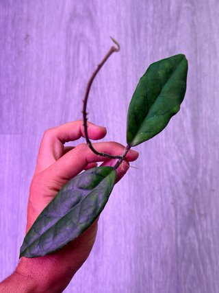 Hoya Fintaysonii ‘Laila’