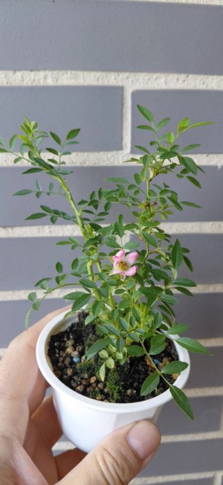 Bonsái Rosal Japonés